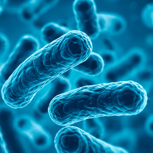 Close-up of blue, rod-shaped bacteria seen at high magnification.