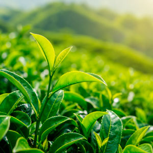 Close-up of bright green tea leaves on bushes in a sunlit hillside plantation.